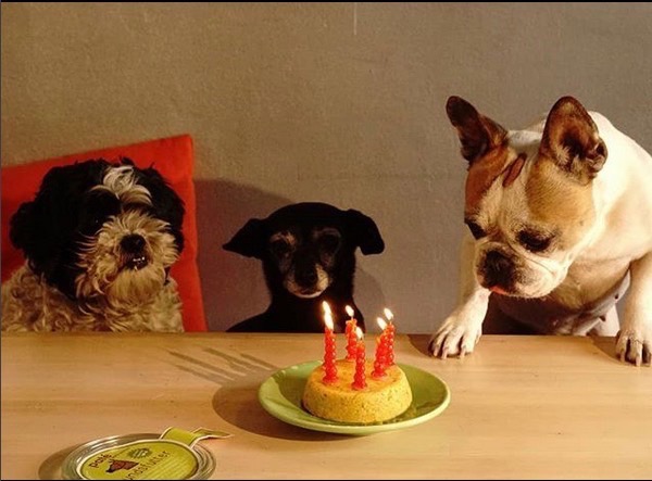Hundesnacks Hundekiks veganske selvfølgelig hundsfutter Puree for Luna Lira Chaps fødselsdagsfest